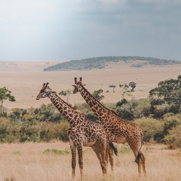 Safari